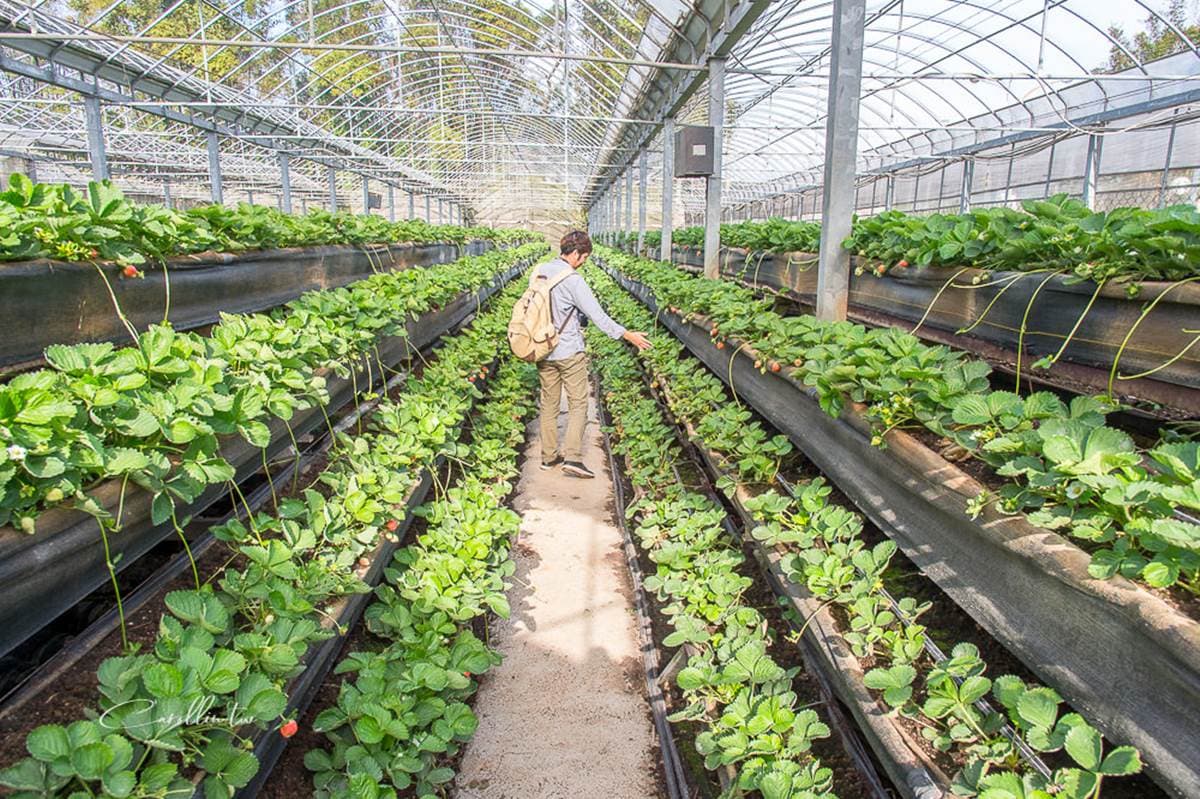 現採最新鮮!全台14處採草莓熱點+順遊:香甜「美姬」、3倍巨無霸、荷蘭魔力紅 現採最新鮮!全台14處採草莓熱點+順遊:香甜「美姬」、3倍巨無霸、荷蘭魔力紅