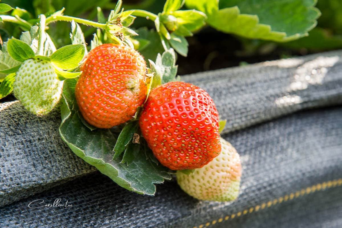 現採最新鮮!全台14處採草莓熱點+順遊:香甜「美姬」、3倍巨無霸、荷蘭魔力紅 現採最新鮮!全台14處採草莓熱點+順遊:香甜「美姬」、3倍巨無霸、荷蘭魔力紅