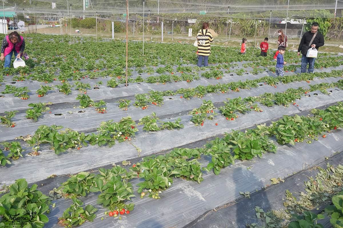 現採最新鮮!全台14處採草莓熱點+順遊:香甜「美姬」、3倍巨無霸、荷蘭魔力紅 現採最新鮮!全台14處採草莓熱點+順遊:香甜「美姬」、3倍巨無霸、荷蘭魔力紅
