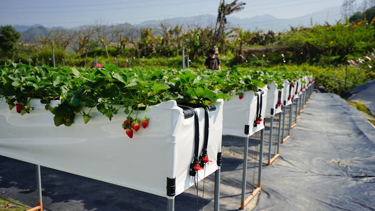 現採最新鮮!全台14處採草莓熱點+順遊:香甜「美姬」、3倍巨無霸、荷蘭魔力紅 現採最新鮮!全台14處採草莓熱點+順遊:香甜「美姬」、3倍巨無霸、荷蘭魔力紅