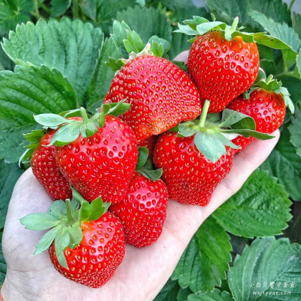 現採最新鮮!全台14處採草莓熱點+順遊:香甜「美姬」、3倍巨無霸、荷蘭魔力紅 現採最新鮮!全台14處採草莓熱點+順遊:香甜「美姬」、3倍巨無霸、荷蘭魔力紅