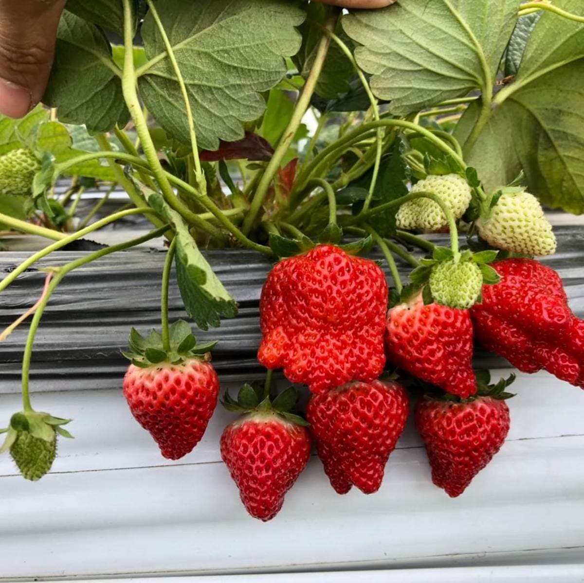 現採最新鮮!全台14處採草莓熱點+順遊:香甜「美姬」、3倍巨無霸、荷蘭魔力紅 現採最新鮮!全台14處採草莓熱點+順遊:香甜「美姬」、3倍巨無霸、荷蘭魔力紅