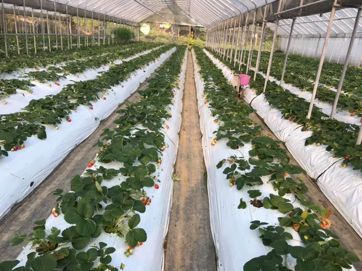 現採最新鮮!全台14處採草莓熱點+順遊:香甜「美姬」、3倍巨無霸、荷蘭魔力紅 現採最新鮮!全台14處採草莓熱點+順遊:香甜「美姬」、3倍巨無霸、荷蘭魔力紅