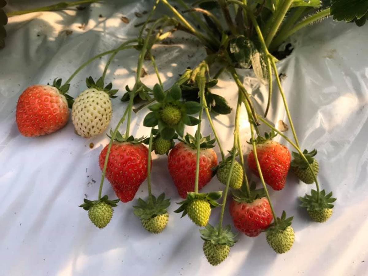 現採最新鮮!全台14處採草莓熱點+順遊:香甜「美姬」、3倍巨無霸、荷蘭魔力紅 現採最新鮮!全台14處採草莓熱點+順遊:香甜「美姬」、3倍巨無霸、荷蘭魔力紅