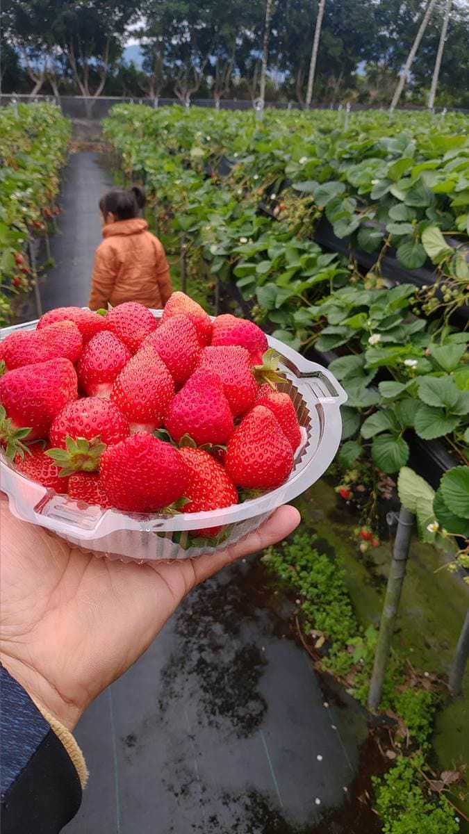 現採最新鮮!全台14處採草莓熱點+順遊:香甜「美姬」、3倍巨無霸、荷蘭魔力紅 現採最新鮮!全台14處採草莓熱點+順遊:香甜「美姬」、3倍巨無霸、荷蘭魔力紅