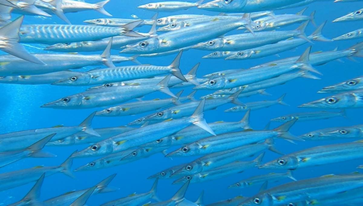 優游海底世界!墾丁考「潛水證照」全攻略,有機會與藍點魟、沙丁魚共游 優游海底世界!墾丁考「潛水證照」全攻略,有機會與藍點魟、沙丁魚共游