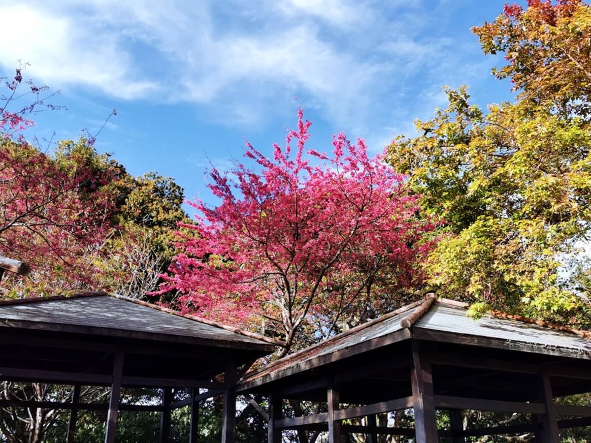 大雪山全攻略!櫻花、神木、天池美景一次包,還有機會偶遇山羌、藍腹鷴 大雪山全攻略!櫻花、神木、天池美景一次包,還有機會偶遇山羌、藍腹鷴
