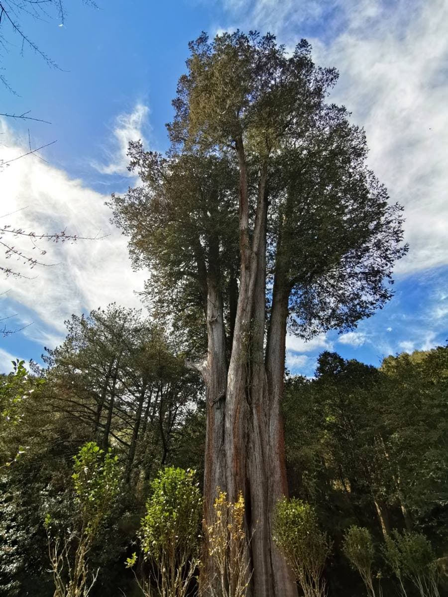 大雪山全攻略!櫻花、神木、天池美景一次包,還有機會偶遇山羌、藍腹鷴 大雪山全攻略!櫻花、神木、天池美景一次包,還有機會偶遇山羌、藍腹鷴