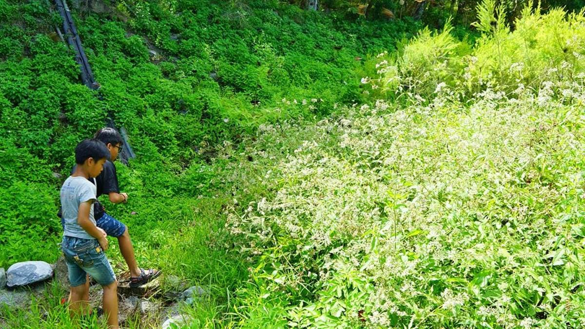 到山裡泡百年湯泉!花蓮度假山莊住檜木屋泡不摻水原泉,還能散步茶樹森林 到山裡泡百年湯泉!花蓮度假山莊住檜木屋泡不摻水原泉,還能散步茶樹森林