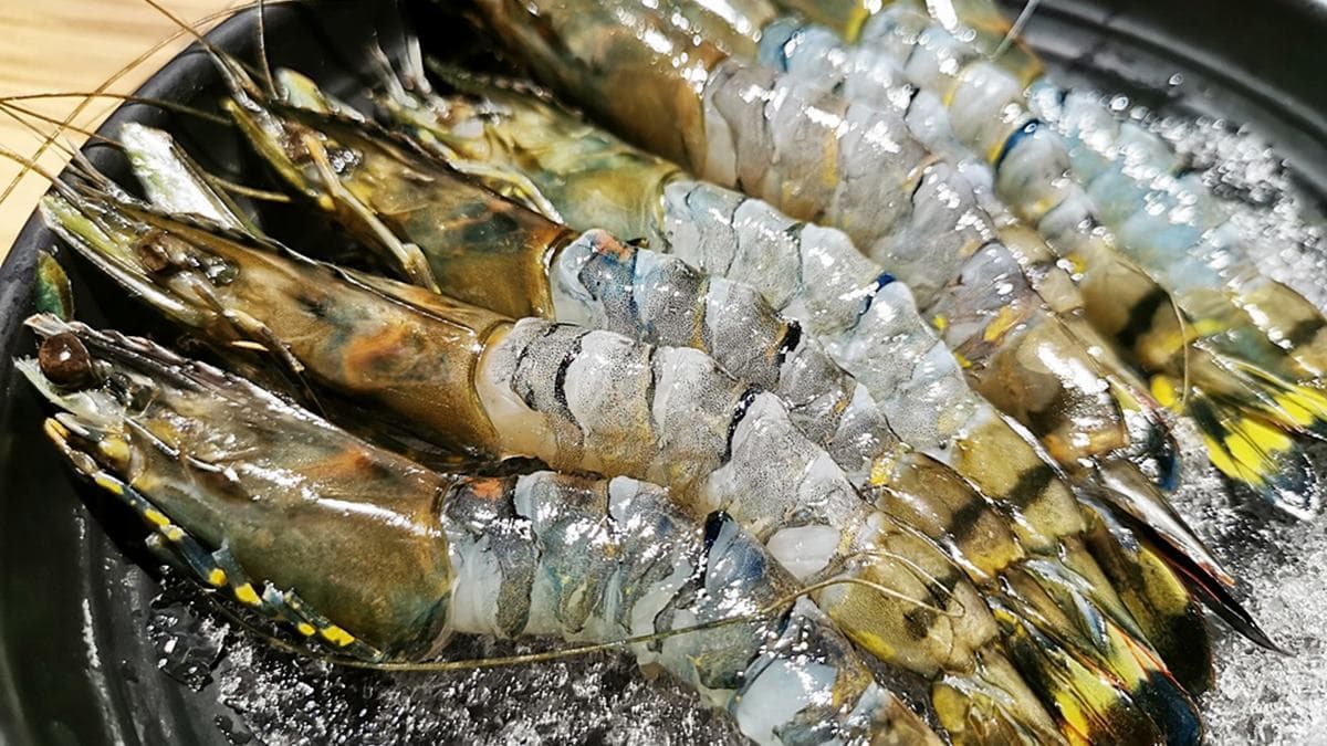 大胃王快來挑戰!員林吃到飽火鍋、燒肉通通有,必點黑鑽甜草蝦、炙燒干貝握壽司 大胃王快來挑戰!員林吃到飽火鍋、燒肉通通有,必點黑鑽甜草蝦、炙燒干貝握壽司