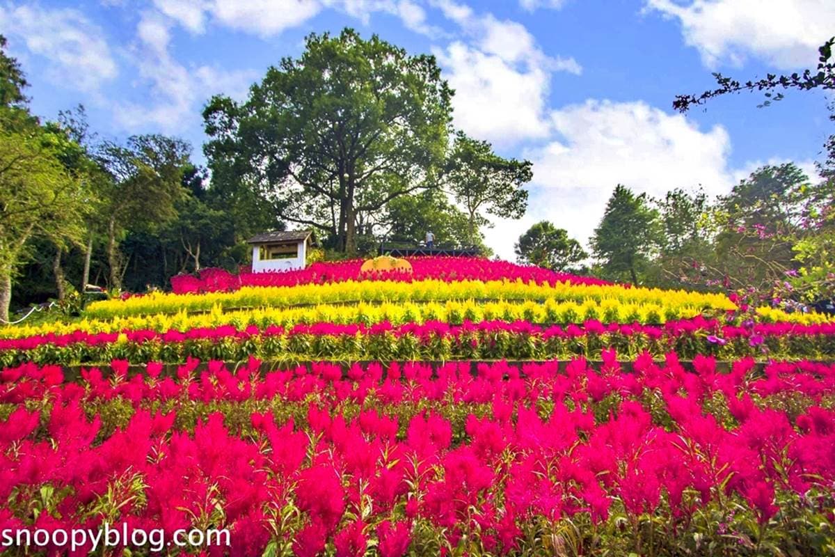 台中網美聖地!「薰衣草森林」12處打卡點:夢幻旋轉木馬、天空鞦韆、許願樹 台中網美聖地!「薰衣草森林」12處打卡點:夢幻旋轉木馬、天空鞦韆、許願樹