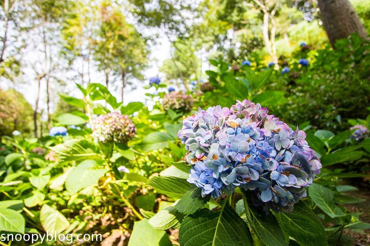 台中網美聖地!「薰衣草森林」12處打卡點:夢幻旋轉木馬、天空鞦韆、許願樹 台中網美聖地!「薰衣草森林」12處打卡點:夢幻旋轉木馬、天空鞦韆、許願樹