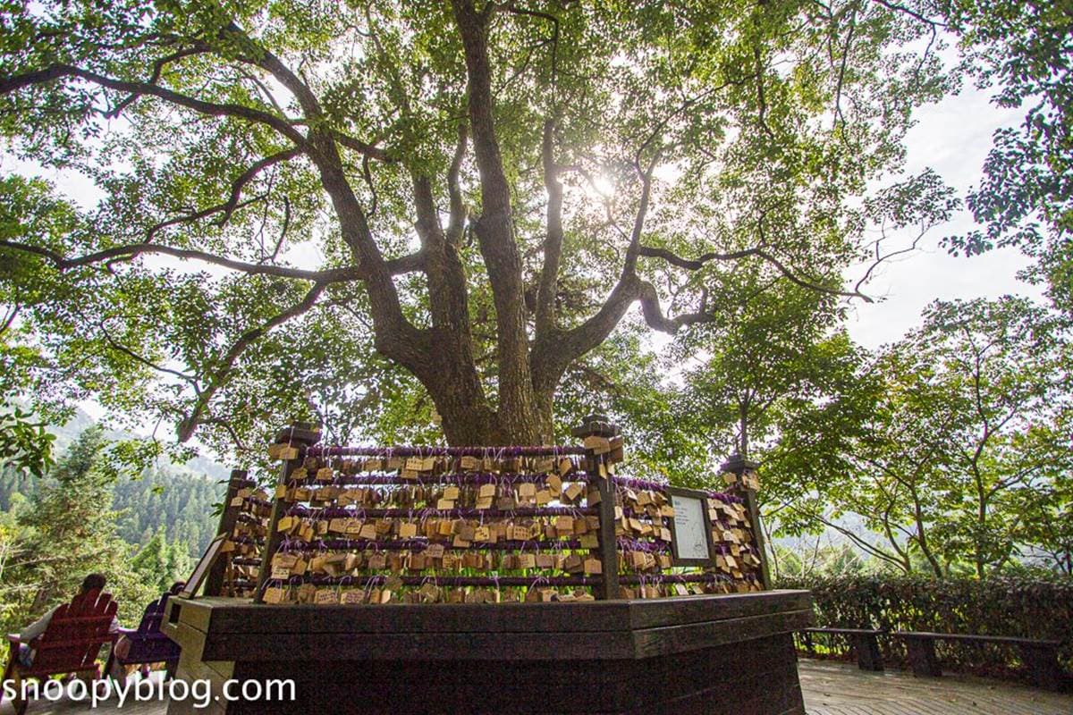 台中網美聖地!「薰衣草森林」12處打卡點:夢幻旋轉木馬、天空鞦韆、許願樹 台中網美聖地!「薰衣草森林」12處打卡點:夢幻旋轉木馬、天空鞦韆、許願樹