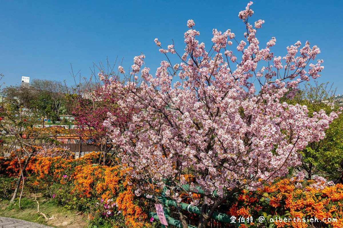連假打卡必衝!新北4處免費美拍花海:粉嫩河津櫻、炮仗花隧道 連假打卡必衝!新北4處免費美拍花海:粉嫩河津櫻、炮仗花隧道