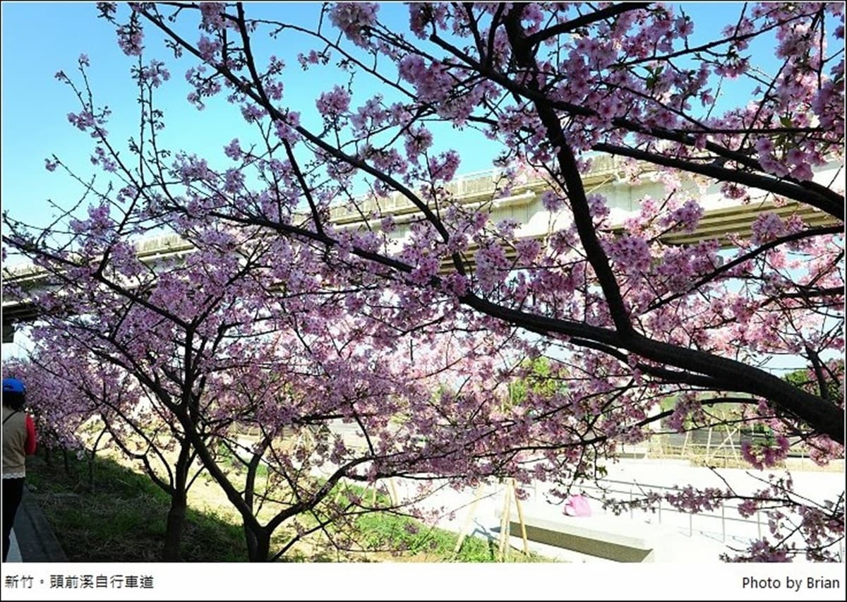 遛小孩也能當網美!新竹河濱公園打卡櫻花自行車道,還能免費玩全新滑步車場 遛小孩也能當網美!新竹河濱公園打卡櫻花自行車道,還能免費玩全新滑步車場