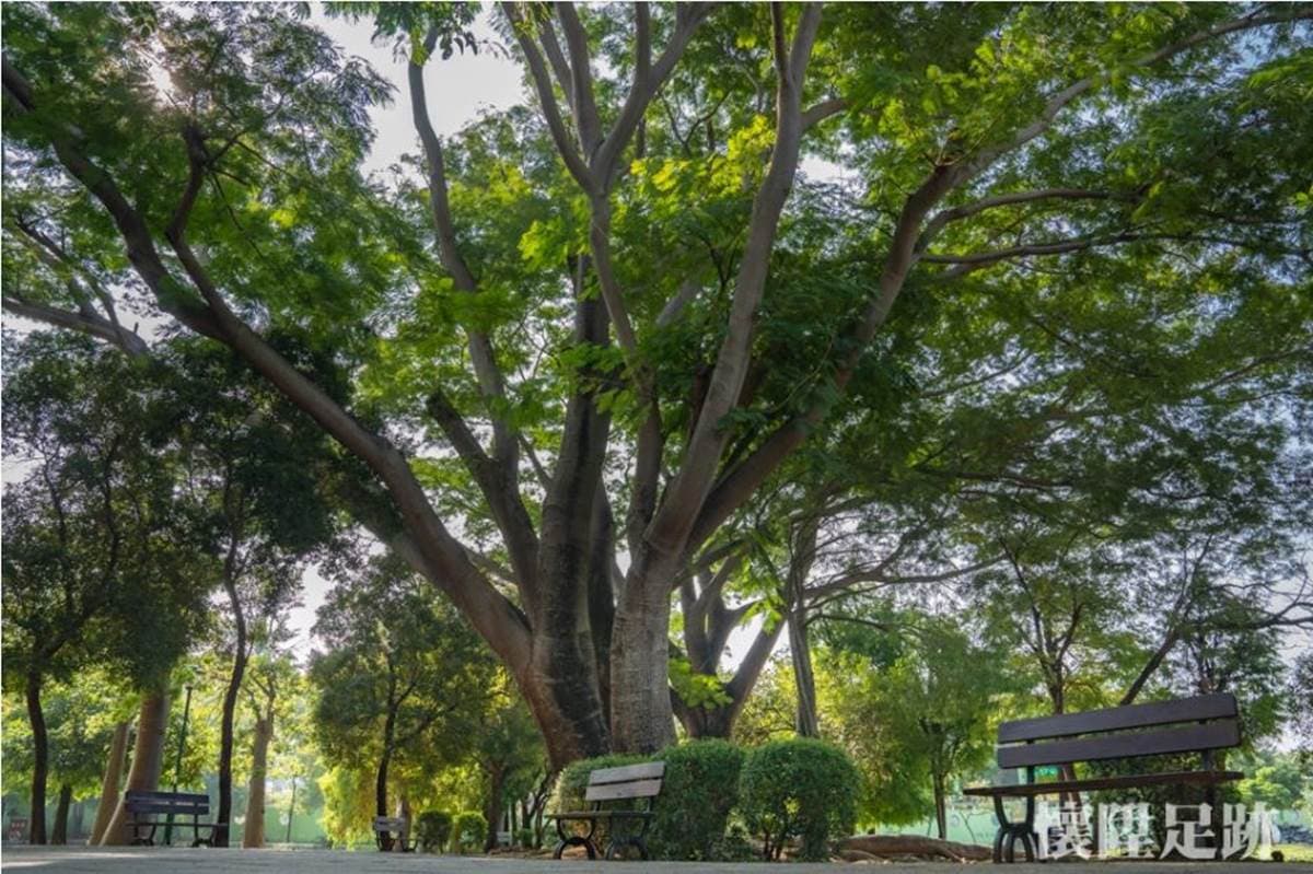 台版紐約中央公園!市區洗森林浴,打卡浪漫夢湖、夫妻樹、荷花池畔拱橋 台版紐約中央公園!市區洗森林浴,打卡浪漫夢湖、夫妻樹、荷花池畔拱橋