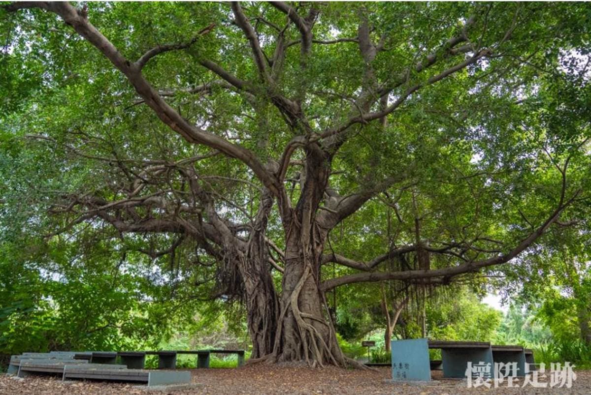台版紐約中央公園!市區洗森林浴,打卡浪漫夢湖、夫妻樹、荷花池畔拱橋 台版紐約中央公園!市區洗森林浴,打卡浪漫夢湖、夫妻樹、荷花池畔拱橋