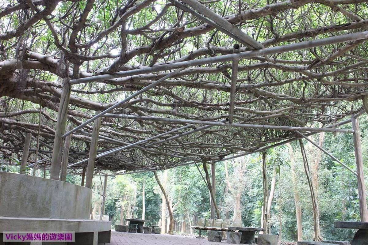 不只有菱角!台南官田親子遊4打卡點:百年大綠傘、無邊際景觀池、「菱香舟影」奇景 不只有菱角!台南官田親子遊4打卡點:百年大綠傘、無邊際景觀池、「菱香舟影」奇景