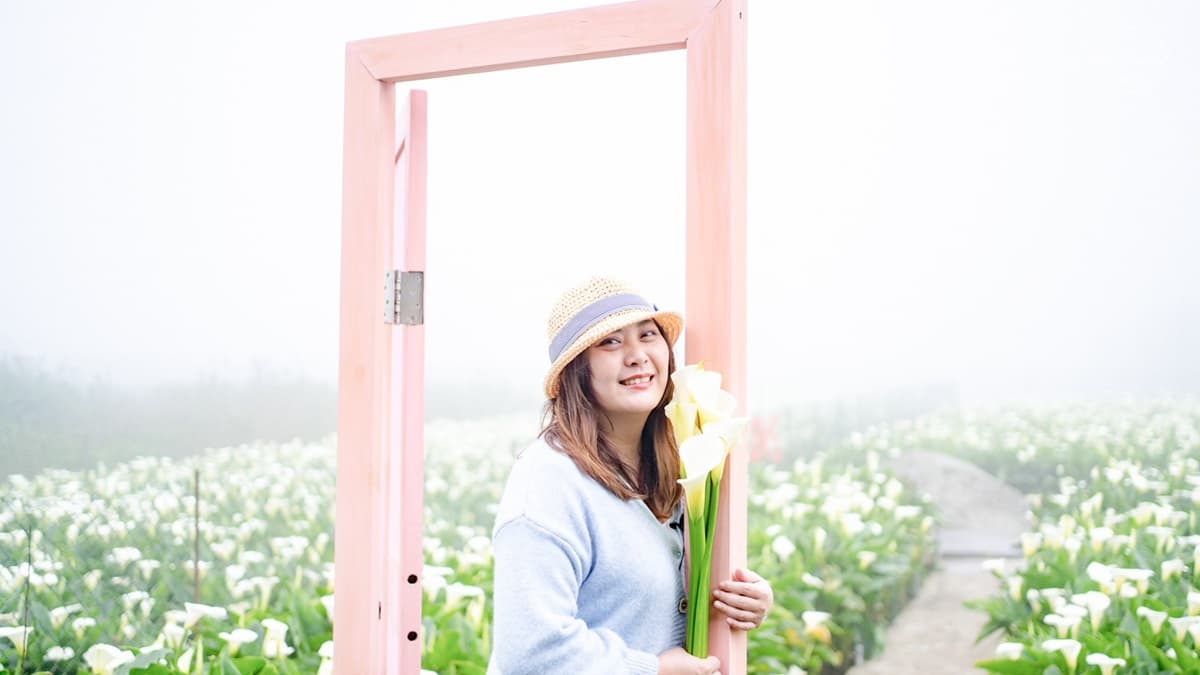 美拍陽明山海芋花海!純白色系超夢幻,「粉紅木門」IG必打卡 美拍陽明山海芋花海!純白色系超夢幻,「粉紅木門」IG必打卡