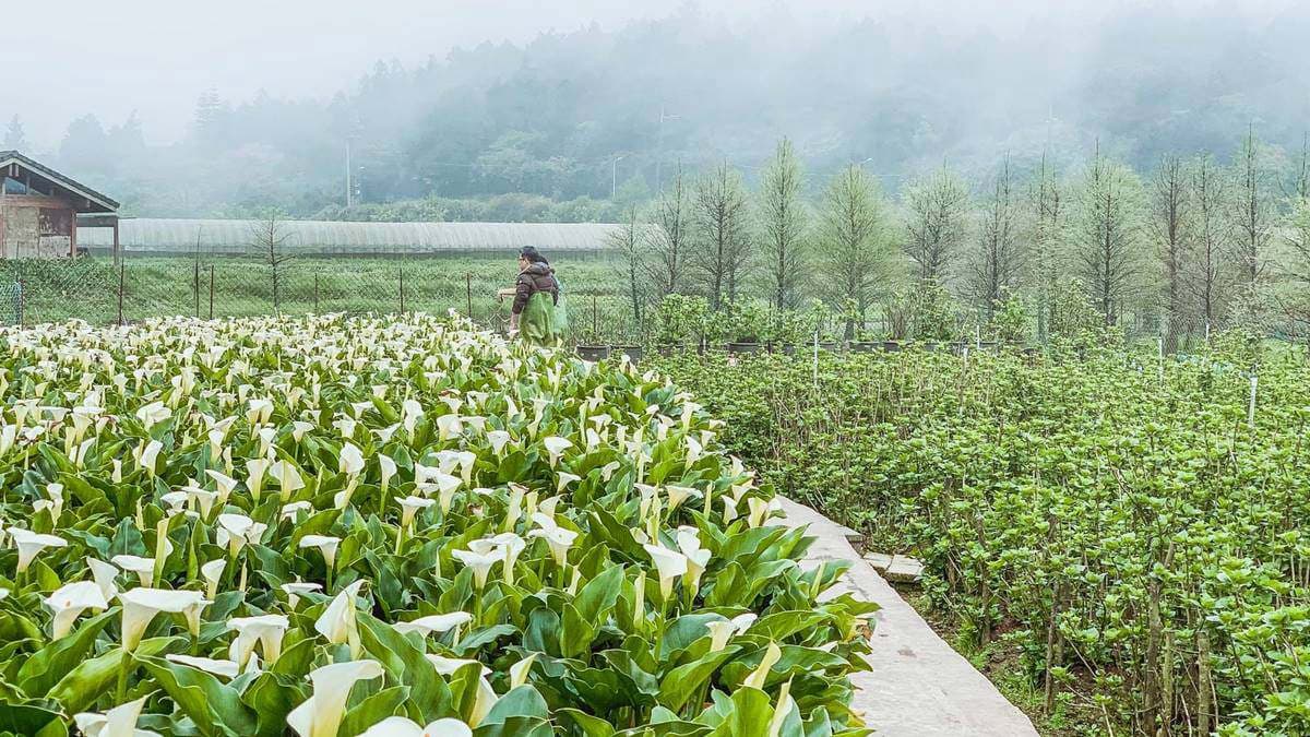 美拍陽明山海芋花海!純白色系超夢幻,「粉紅木門」IG必打卡 美拍陽明山海芋花海!純白色系超夢幻,「粉紅木門」IG必打卡