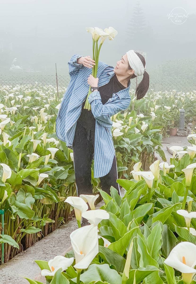 美拍陽明山海芋花海!純白色系超夢幻,「粉紅木門」IG必打卡 美拍陽明山海芋花海!純白色系超夢幻,「粉紅木門」IG必打卡
