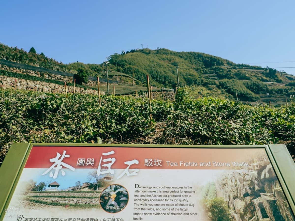 阿里山超Chill祕境!1公里親山步道可賞雲瀑、走竹林,還能拍最美茶園 阿里山超Chill祕境!1公里親山步道可賞雲瀑、走竹林,還能拍最美茶園