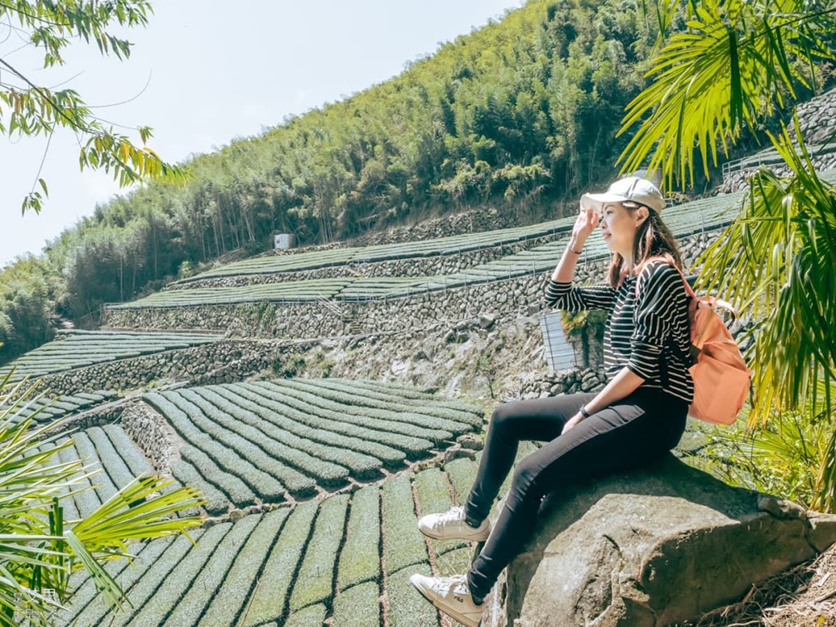 阿里山超Chill祕境!1公里親山步道可賞雲瀑、走竹林,還能拍最美茶園 阿里山超Chill祕境!1公里親山步道可賞雲瀑、走竹林,還能拍最美茶園