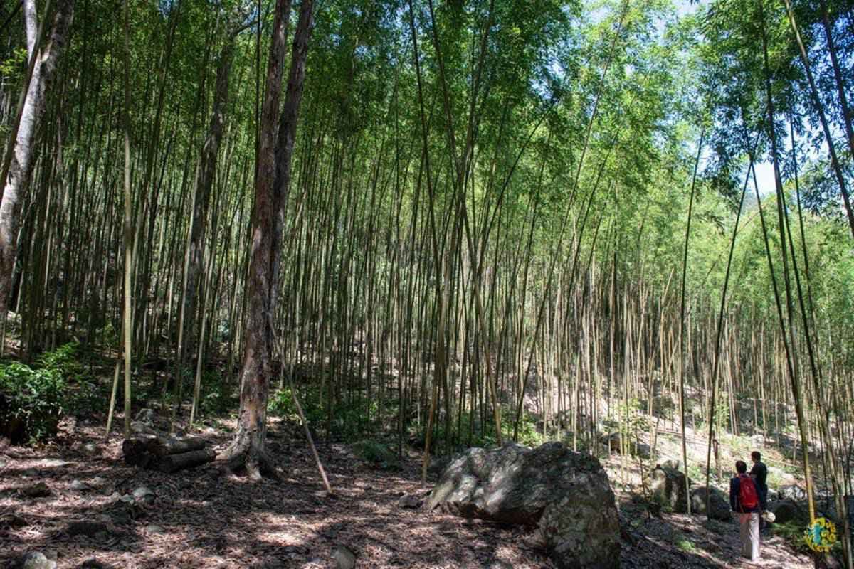 「火金姑」閃閃飛舞太浪漫!台中度假小木屋追螢、觀星一次享受,還能露天泡腳超放鬆 「火金姑」閃閃飛舞太浪漫!台中度假小木屋追螢、觀星一次享受,還能露天泡腳超放鬆