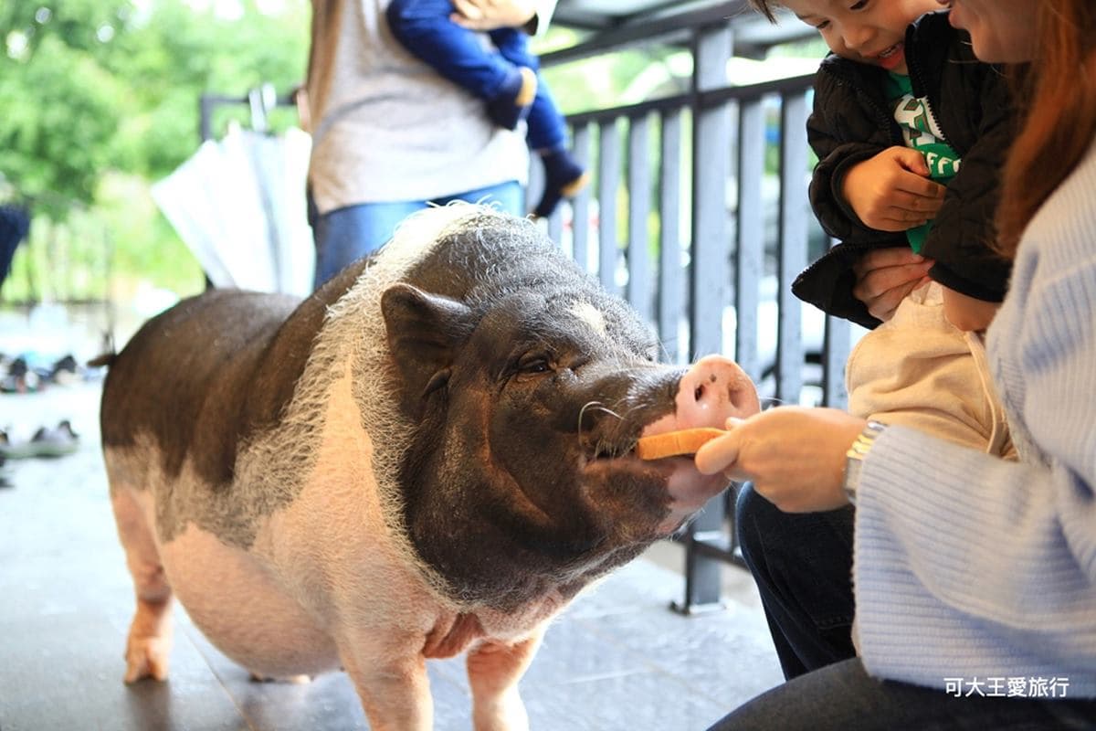 住了不想走!宜花5家超好玩親子旅宿:古早味玩具遊戲室、迷你動物園、室內兒童賽車場 住了不想走!宜花5家超好玩親子旅宿:古早味玩具遊戲室、迷你動物園、室內兒童賽車場