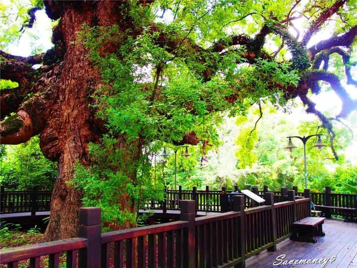 親子出遊好去處!「貓頭鷹步道」爽玩小孩最愛大沙坑,還能打卡400年老樟樹 親子出遊好去處!「貓頭鷹步道」爽玩小孩最愛大沙坑,還能打卡400年老樟樹