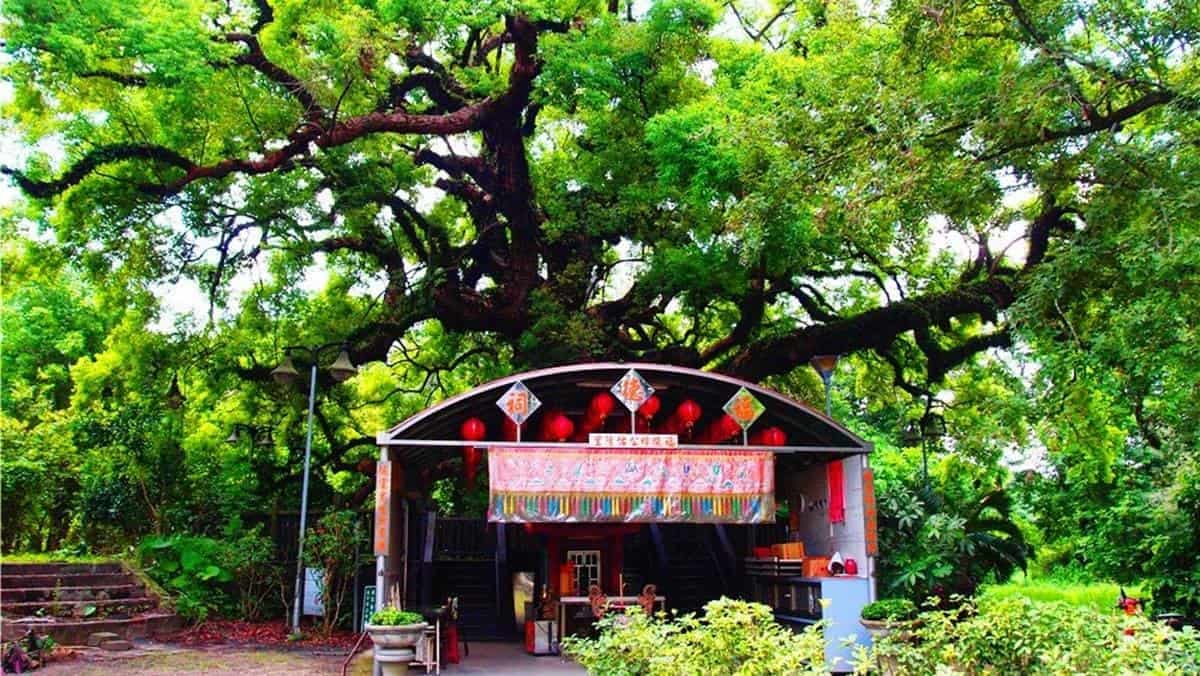 親子出遊好去處!「貓頭鷹步道」爽玩小孩最愛大沙坑,還能打卡400年老樟樹 親子出遊好去處!「貓頭鷹步道」爽玩小孩最愛大沙坑,還能打卡400年老樟樹