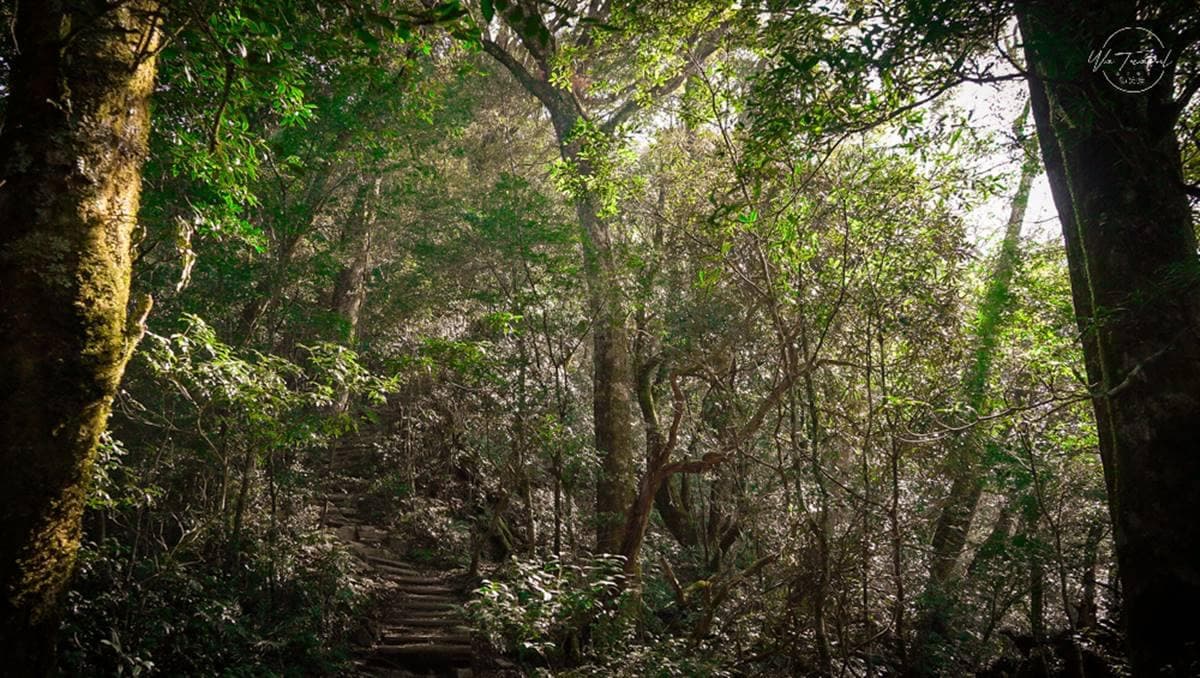 打卡台版阿凡達!新北最高峰步道宛如「魔幻迷宮」,神祕森林怎麼拍都好看 打卡台版阿凡達!新北最高峰步道宛如「魔幻迷宮」,神祕森林怎麼拍都好看