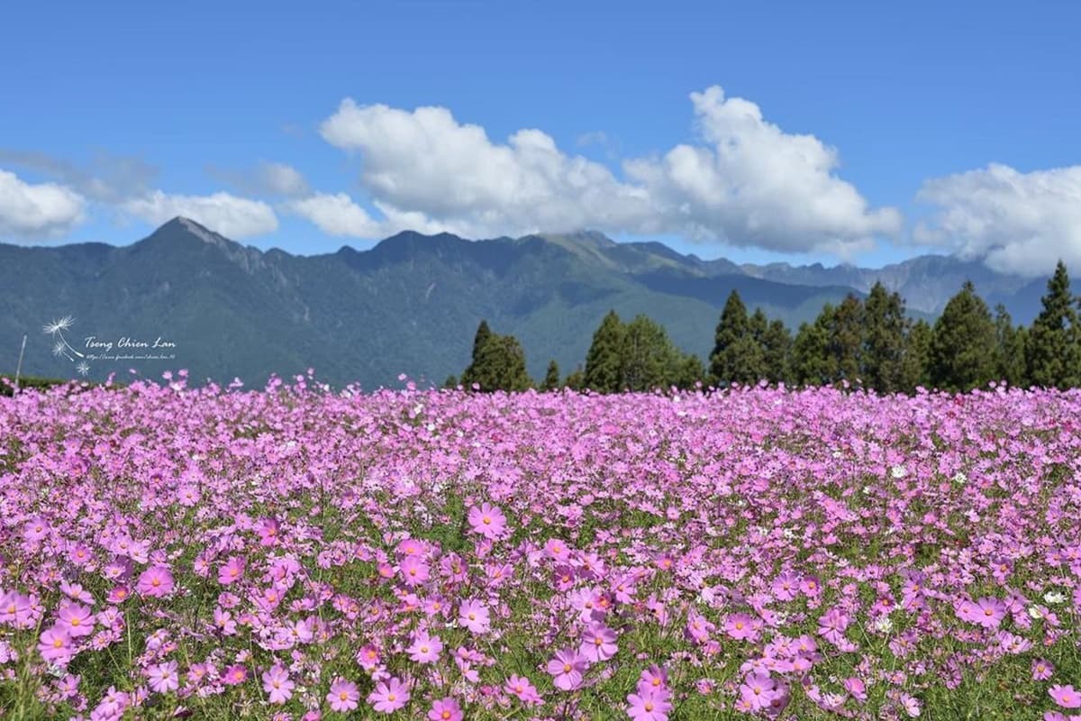 錯過再等1年!福壽山秋季限定「波絲菊花海」,粉紫仙境+無敵山景超好拍 錯過再等1年!福壽山秋季限定「波絲菊花海」,粉紫仙境+無敵山景超好拍
