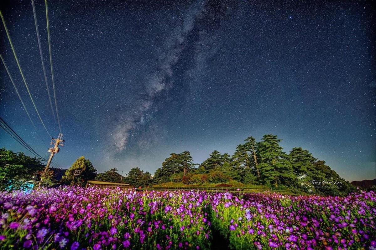 錯過再等1年!福壽山秋季限定「波絲菊花海」,粉紫仙境+無敵山景超好拍 錯過再等1年!福壽山秋季限定「波絲菊花海」,粉紫仙境+無敵山景超好拍