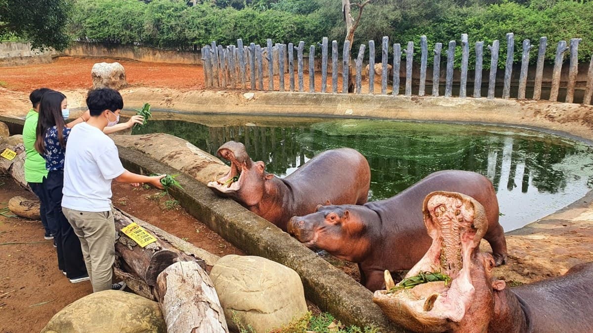 3折爽住動物園飯店、吃到飽近半價!3大飯店好康一次看,還有首創河馬餵食 3折爽住動物園飯店、吃到飽近半價!3大飯店好康一次看,還有首創河馬餵食