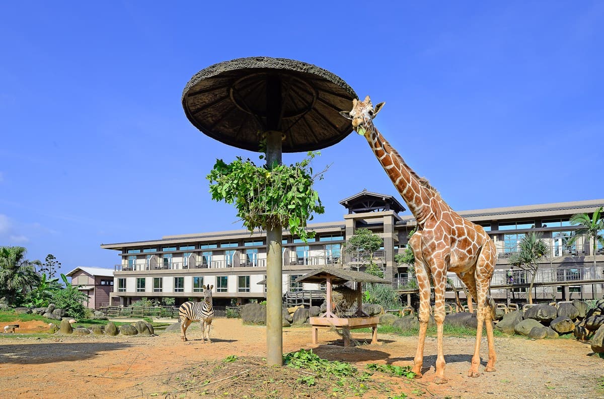 3折爽住動物園飯店、吃到飽近半價!3大飯店好康一次看,還有首創河馬餵食 3折爽住動物園飯店、吃到飽近半價!3大飯店好康一次看,還有首創河馬餵食