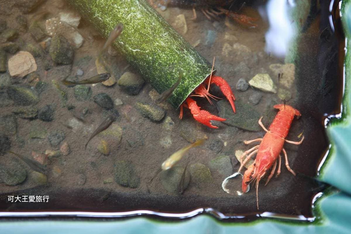 150元玩到翻!新北生態農場體驗釣螯蝦、餵天竺鼠,還有小孩最愛城堡彈跳床 150元玩到翻!新北生態農場體驗釣螯蝦、餵天竺鼠,還有小孩最愛城堡彈跳床