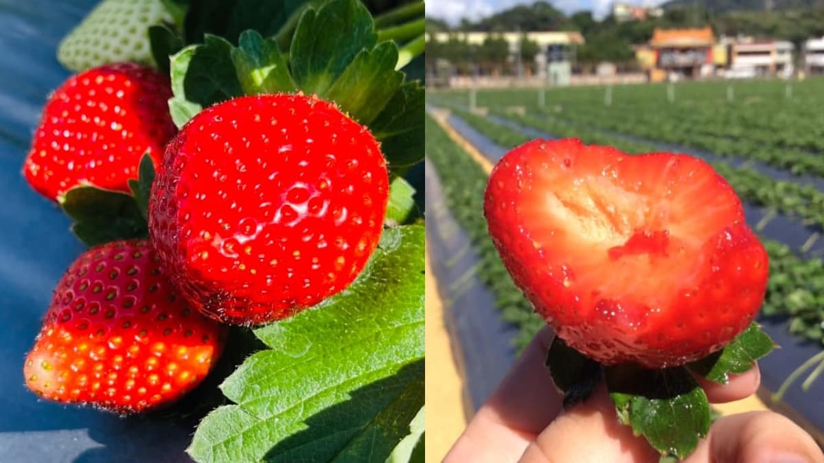 「大湖草莓季」免費入園開採!各草莓園開放情況一次看,特大顆香水草莓甜爆 「大湖草莓季」免費入園開採!各草莓園開放情況一次看,特大顆香水草莓甜爆