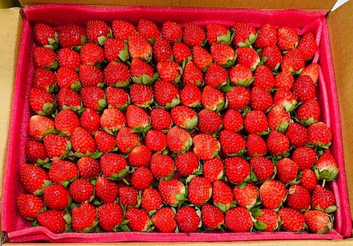「大湖草莓季」免費入園開採!各草莓園開放情況一次看,特大顆香水草莓甜爆 「大湖草莓季」免費入園開採!各草莓園開放情況一次看,特大顆香水草莓甜爆