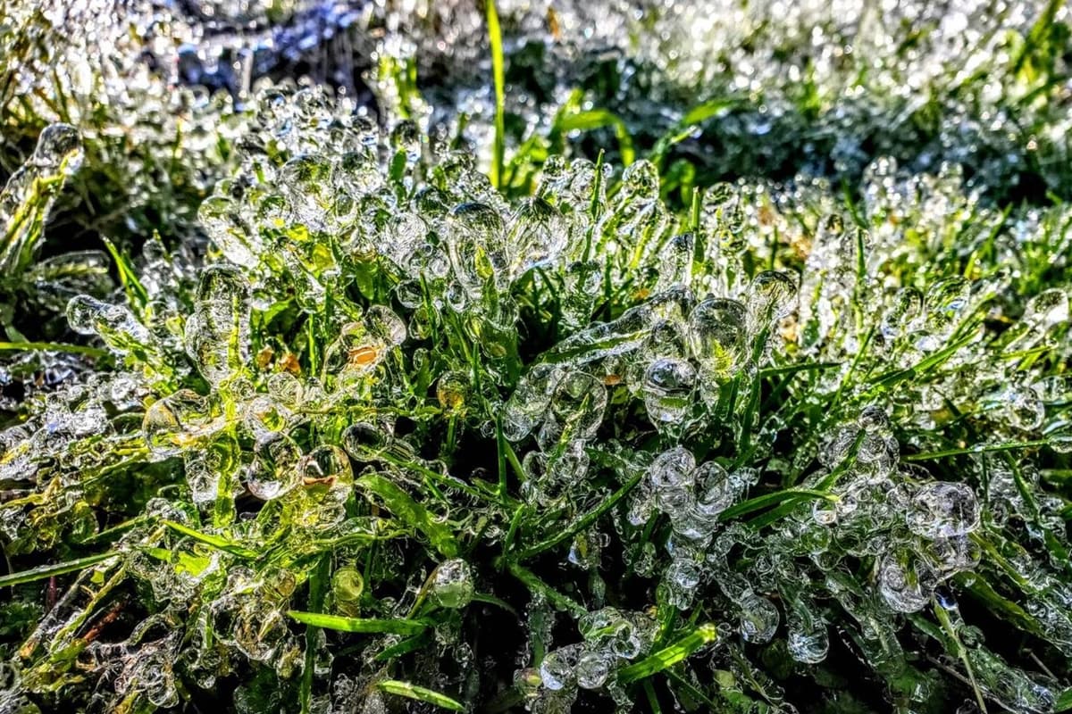 衝台版雪國了!武陵農場「落羽松糖霜」場景超夢幻,還有華麗「冰柱」美到炸 衝台版雪國了!武陵農場「落羽松糖霜」場景超夢幻,還有華麗「冰柱」美到炸