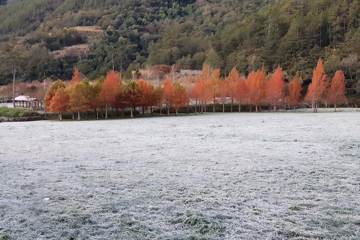 衝台版雪國了!武陵農場「落羽松糖霜」場景超夢幻,還有華麗「冰柱」美到炸 衝台版雪國了!武陵農場「落羽松糖霜」場景超夢幻,還有華麗「冰柱」美到炸