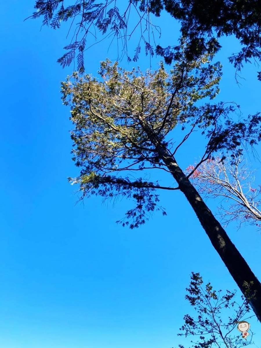 12月季節限定美景!台中「祕境步道」打卡楓紅地毯,攻頂美照怎麼拍都好看 12月季節限定美景!台中「祕境步道」打卡楓紅地毯,攻頂美照怎麼拍都好看
