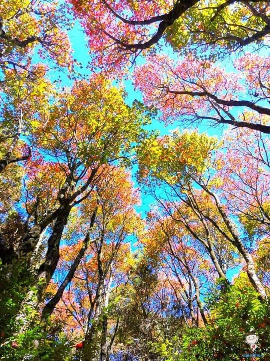 12月季節限定美景!台中「祕境步道」打卡楓紅地毯,攻頂美照怎麼拍都好看 12月季節限定美景!台中「祕境步道」打卡楓紅地毯,攻頂美照怎麼拍都好看