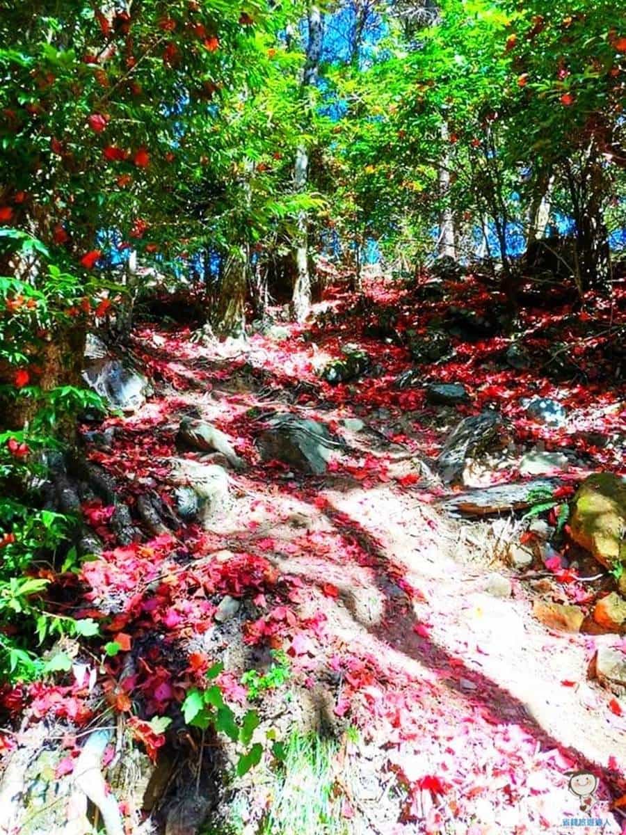 12月季節限定美景!台中「祕境步道」打卡楓紅地毯,攻頂美照怎麼拍都好看 12月季節限定美景!台中「祕境步道」打卡楓紅地毯,攻頂美照怎麼拍都好看