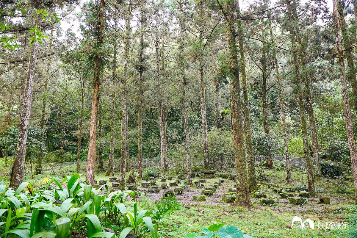 美拍祕境再+1!宜蘭植物園打卡絕美「綠色廊道」,還能賞整面湖泊倒影 美拍祕境再+1!宜蘭植物園打卡絕美「綠色廊道」,還能賞整面湖泊倒影