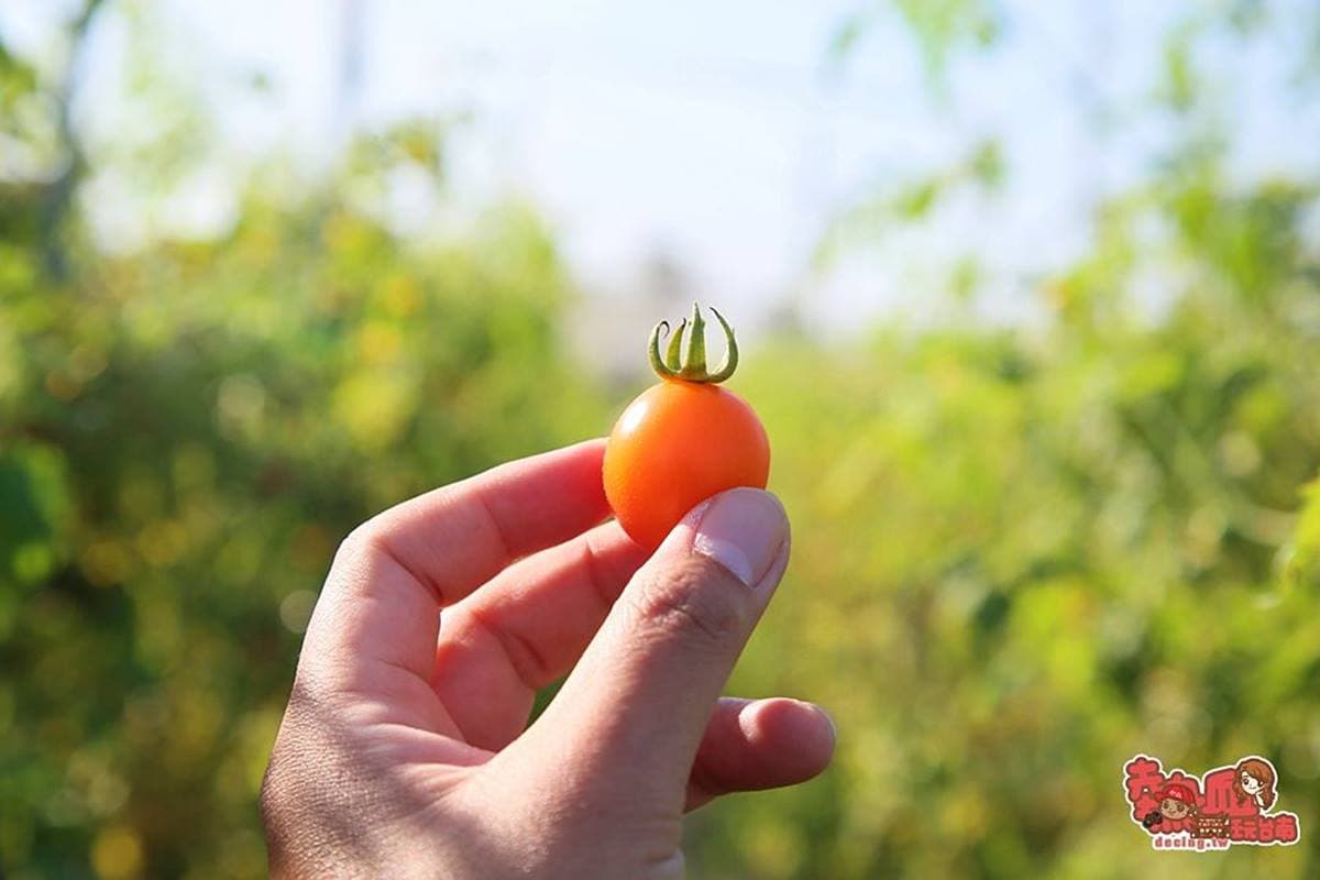冬天不只採草莓!台南「隱藏版番茄果園」1週開放2天,10多款番茄品種任選 冬天不只採草莓!台南「隱藏版番茄果園」1週開放2天,10多款番茄品種任選