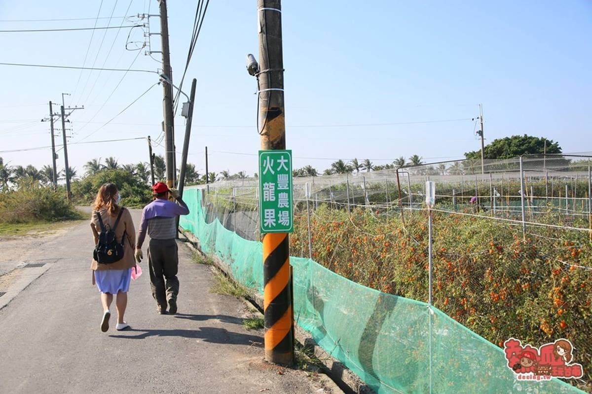 冬天不只採草莓!台南「隱藏版番茄果園」1週開放2天,10多款番茄品種任選 冬天不只採草莓!台南「隱藏版番茄果園」1週開放2天,10多款番茄品種任選