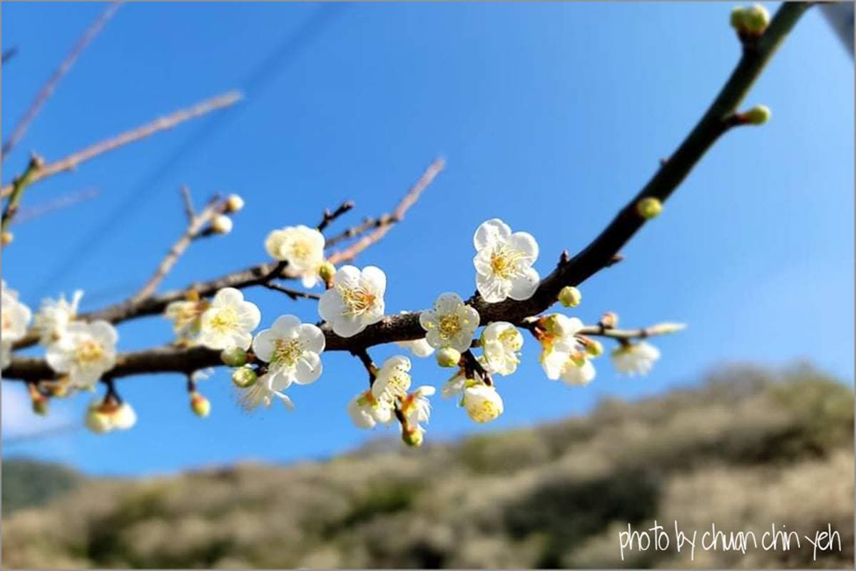 4000棵梅花齊放超美!高雄「隱藏版梅園」賞整片雪白美景,還能漫步森林步道 4000棵梅花齊放超美!高雄「隱藏版梅園」賞整片雪白美景,還能漫步森林步道