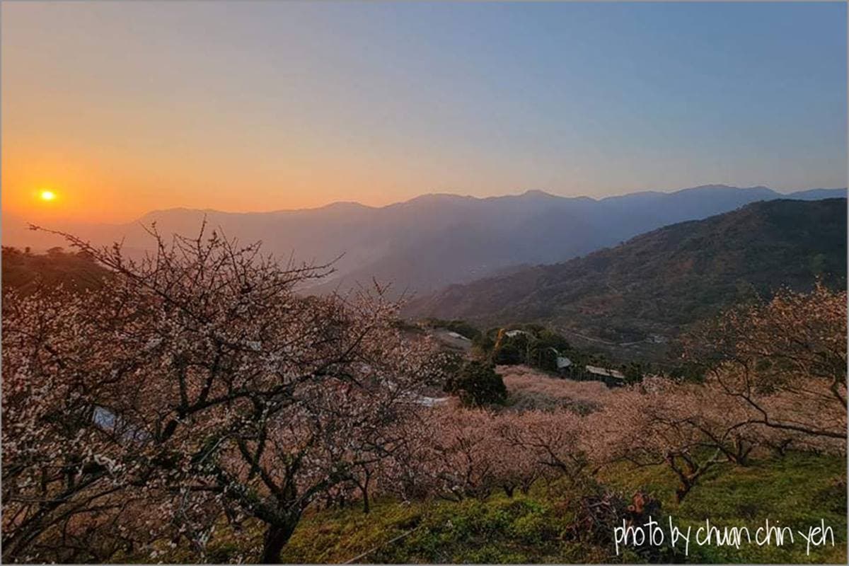 4000棵梅花齊放超美!高雄「隱藏版梅園」賞整片雪白美景,還能漫步森林步道 4000棵梅花齊放超美!高雄「隱藏版梅園」賞整片雪白美景,還能漫步森林步道