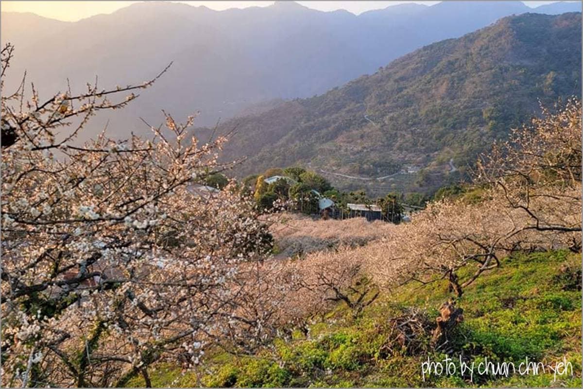 4000棵梅花齊放超美!高雄「隱藏版梅園」賞整片雪白美景,還能漫步森林步道 4000棵梅花齊放超美!高雄「隱藏版梅園」賞整片雪白美景,還能漫步森林步道